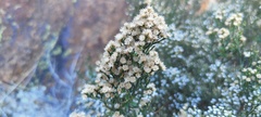 Baccharis sergiloides