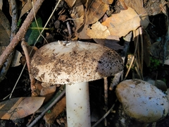 Amanita calyptratoides
