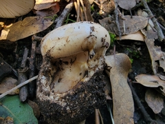 Amanita calyptratoides