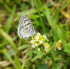 Leptotes cassius
