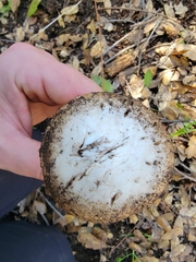 Amanita calyptratoides