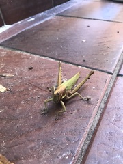 Coryacris angustipennis