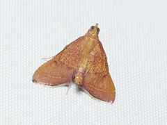 Endotricha pyrosalis