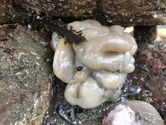 Aplidium