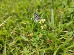 Leptotes cassius