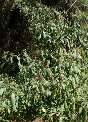 Phytolacca rugosa