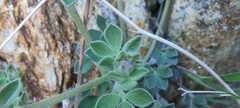 Acmispon argophyllus argophyllus