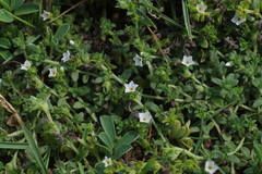 Heliotropium formosanum
