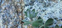 Acmispon argophyllus argophyllus
