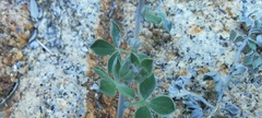 Acmispon argophyllus argophyllus