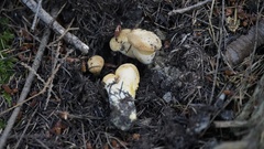 Cantharellus roseocanus