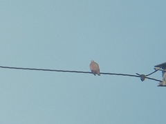 Streptopelia tranquebarica