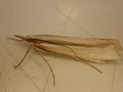 Orocrambus ramosellus