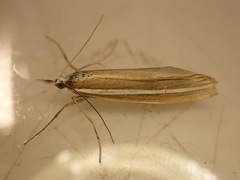 Orocrambus vittellus