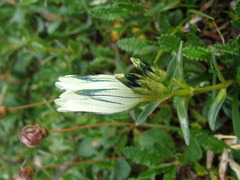 Gentiana algida