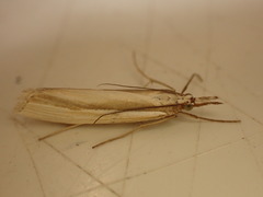 Orocrambus ramosellus