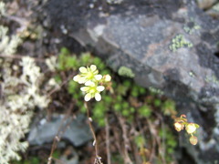 Saxifraga bronchialis funstonii