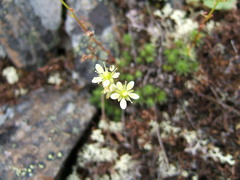 Saxifraga bronchialis funstonii