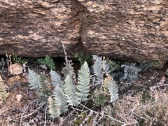 Myriopteris lindheimeri