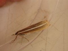 Orocrambus vittellus