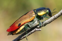 Temognatha variabilis