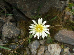Taraxacum arcticum