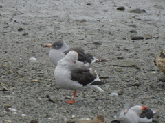Leucophaeus scoresbii