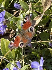 Aglais io