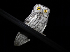 Megascops trichopsis