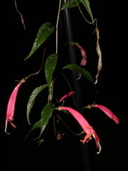 Centropogon floricomus