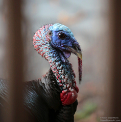 Meleagris gallopavo intermedia