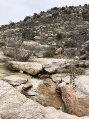 Myriopteris lindheimeri