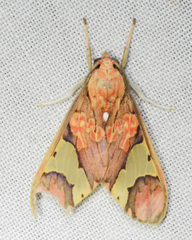 Neonerita dorsipuncta
