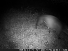 Hydrochoerus hydrochaeris