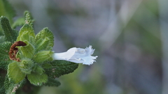 Salvia eremostachya