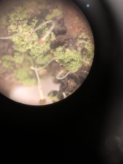 Chaenotheca furfuracea