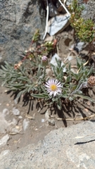 Erigeron andicola