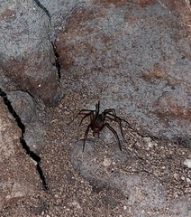 Loxosceles yucatana
