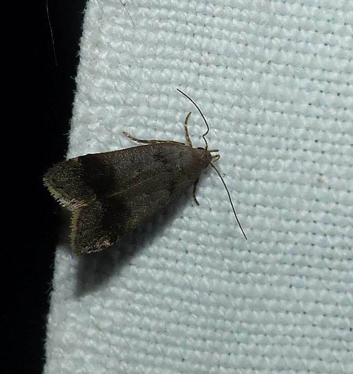 Anacampsis fragariella