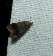 Anacampsis