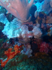 Scorpaenopsis oxycephalus