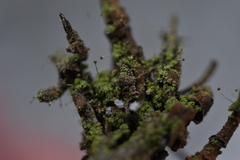 Chaenotheca furfuracea