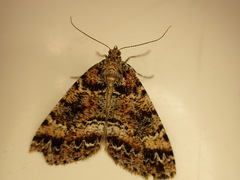 Pseudocoremia productata