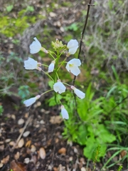 Cardamine californica
