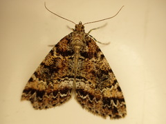 Pseudocoremia productata