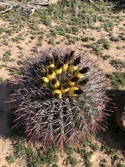 Ferocactus emoryi