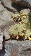 Rosulatae