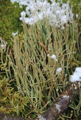 Cladonia maxima