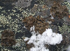 Umbilicaria hyperborea