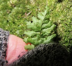 Dryopteris intermedia